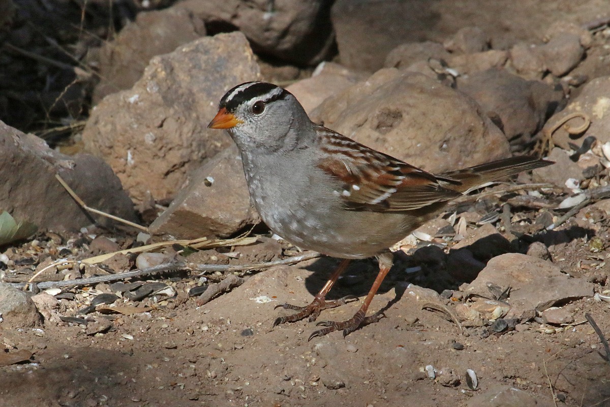 White-crowned Sparrow (Gambel's) - ML51949611