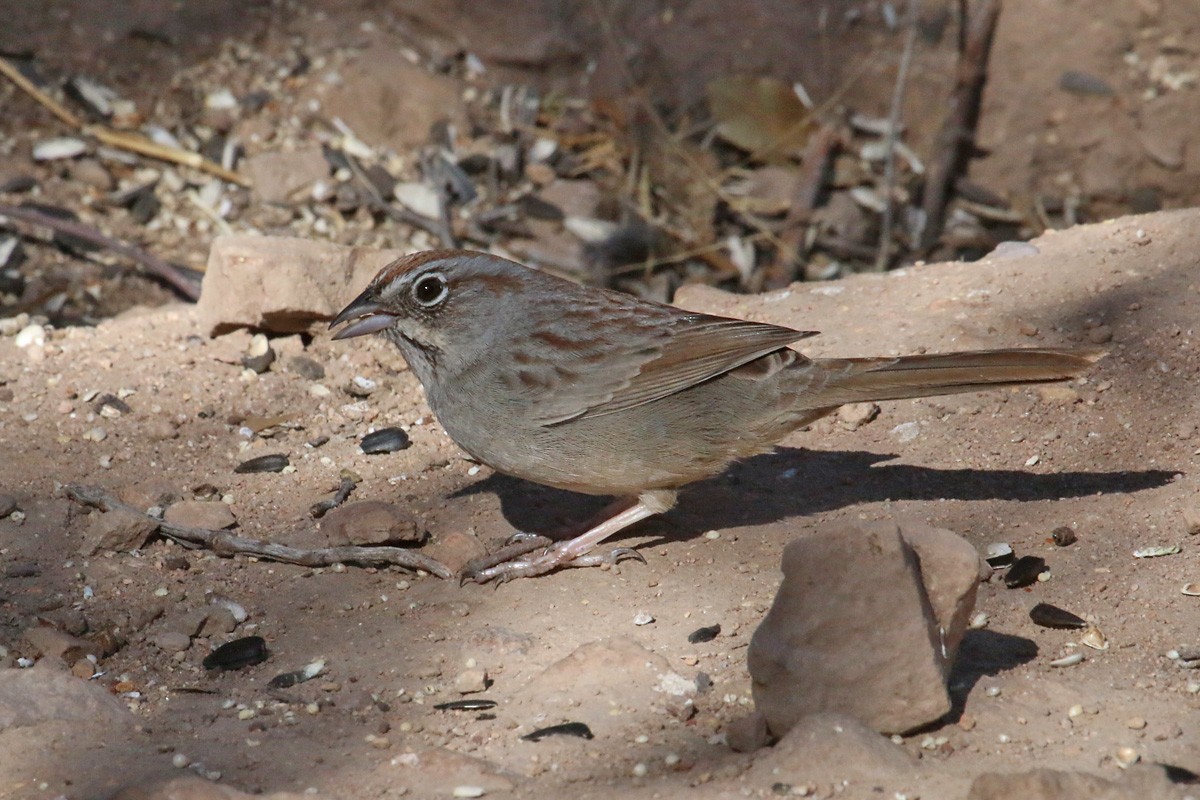 Rufous-crowned Sparrow - ML51949641