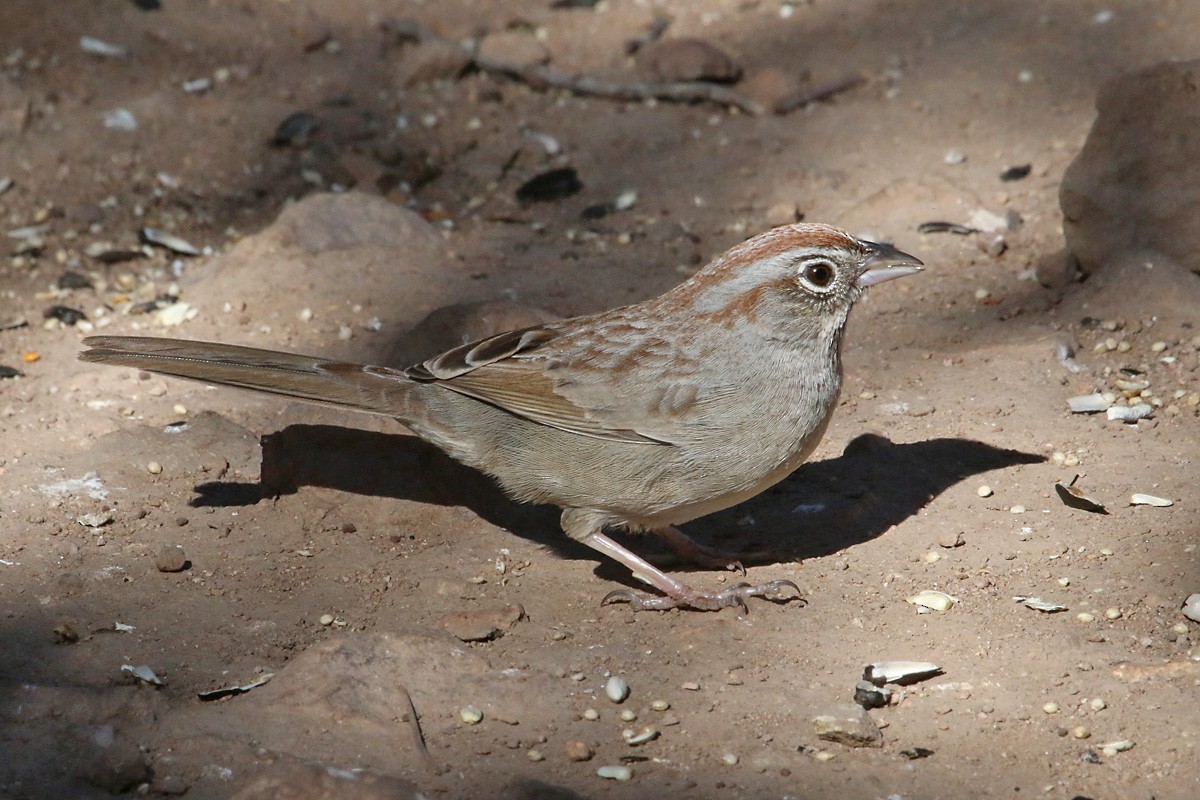 Rufous-crowned Sparrow - ML51949651
