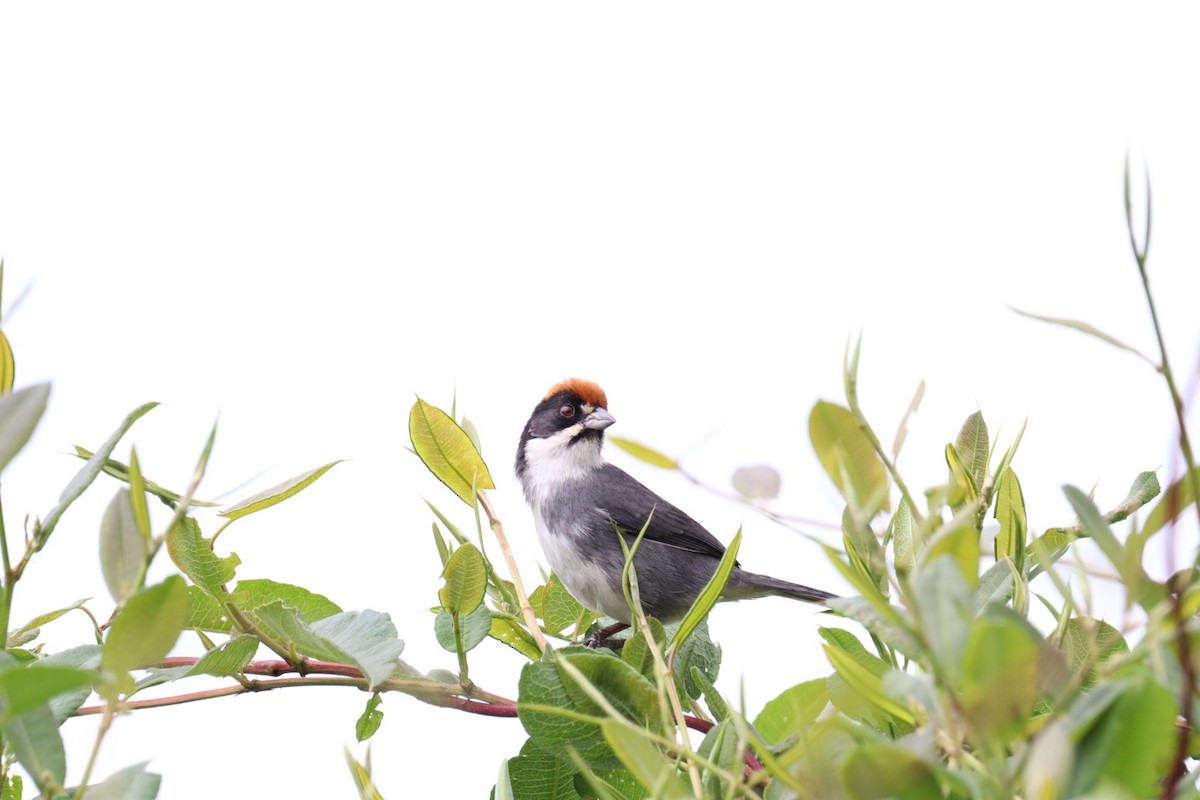 Bay-crowned Brushfinch - Marcelo Quipo