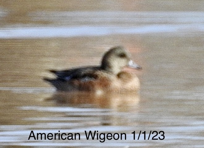 American Wigeon - ML519501231