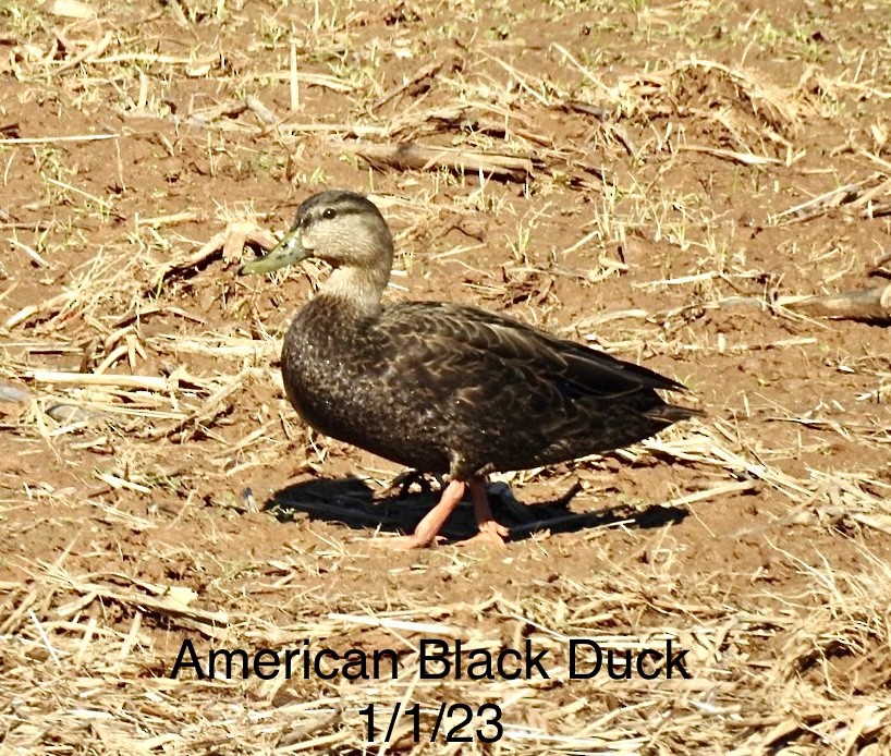 American Black Duck - ML519501341