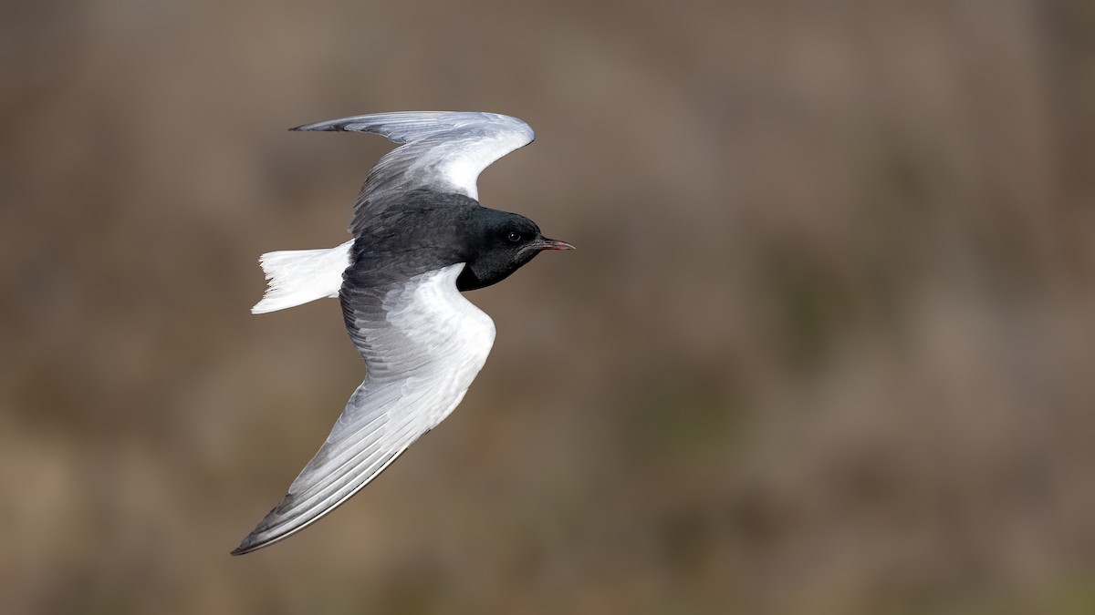 White-winged Tern - ML519502021