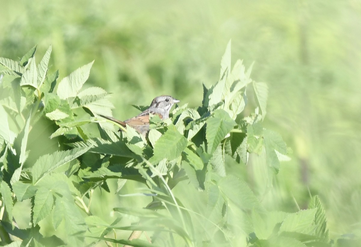 Swamp Sparrow - ML519507551