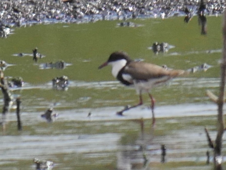 Red-kneed Dotterel - ML51950991