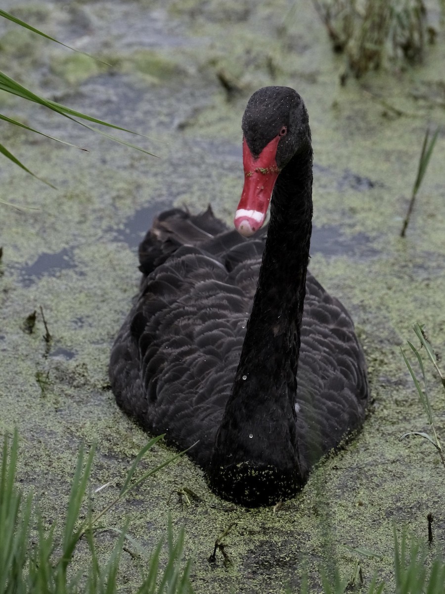 Black Swan - ML519510701
