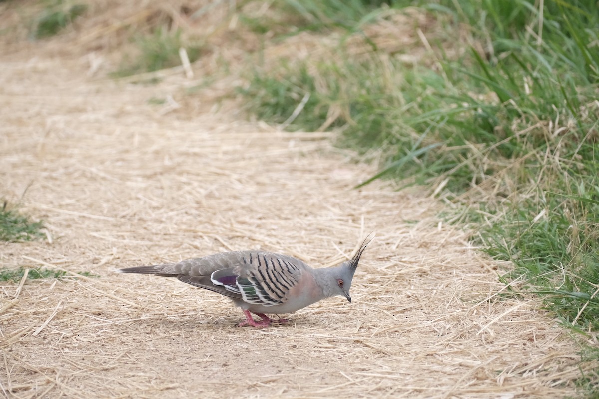 Crested Pigeon - ML519510721