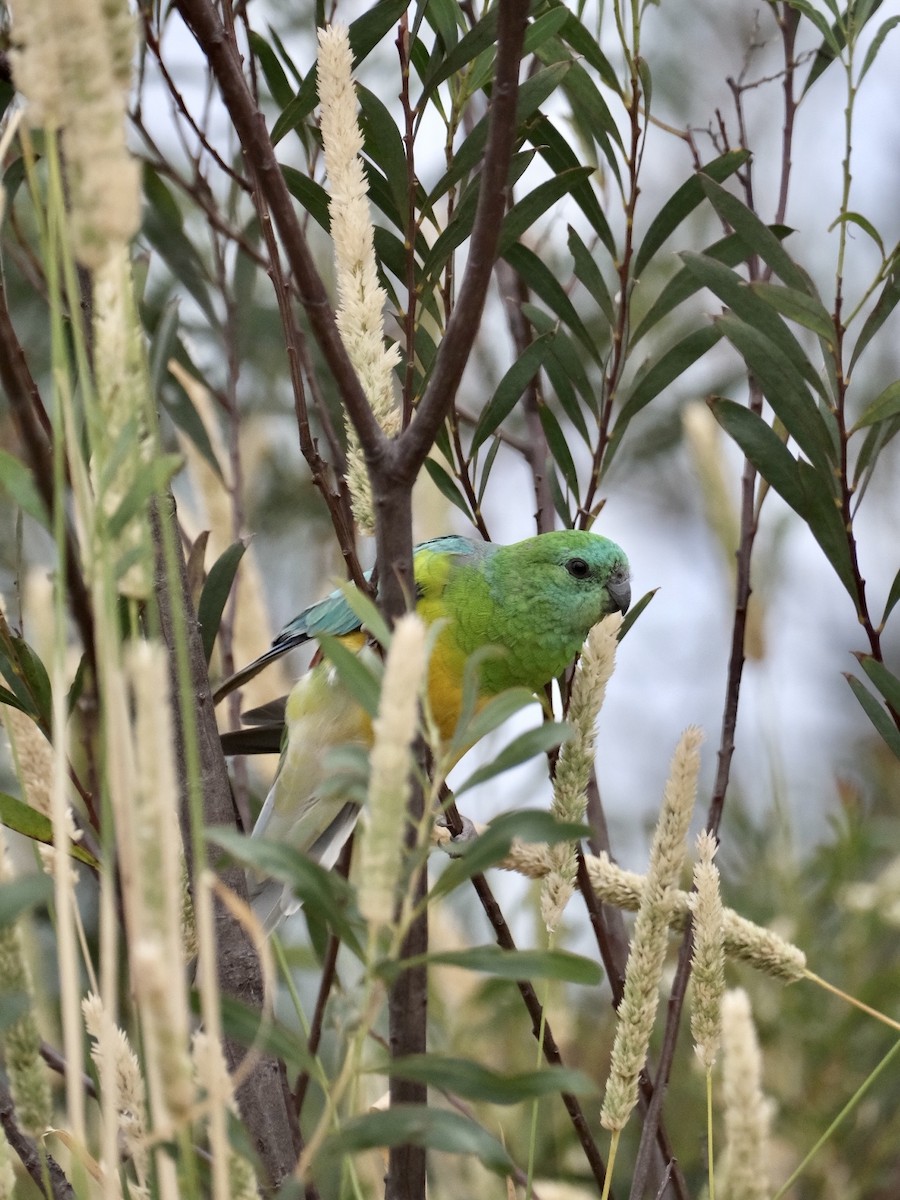 Red-rumped Parrot - ML519510931