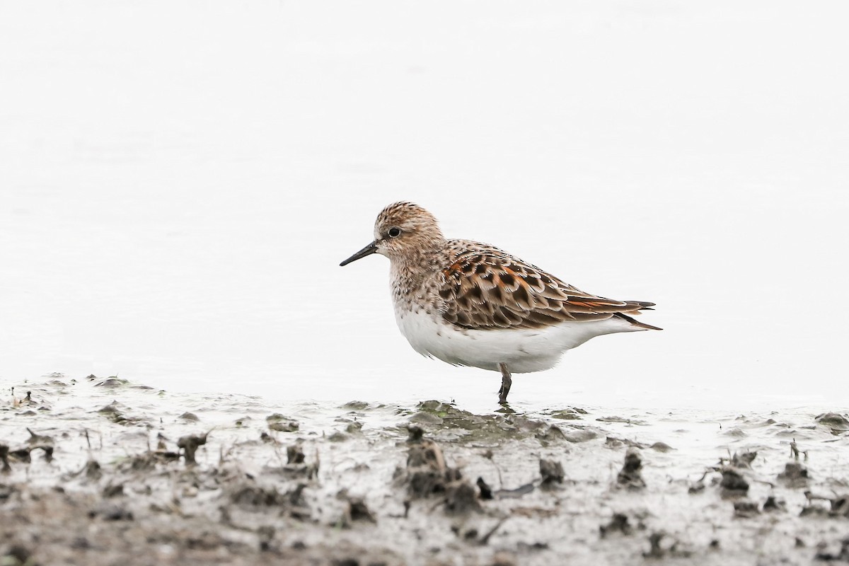 Red-necked Stint - Ged Tranter