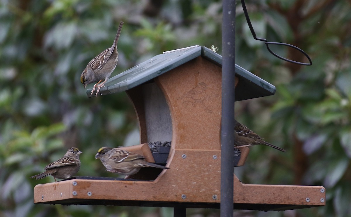 Golden-crowned Sparrow - ML519511311