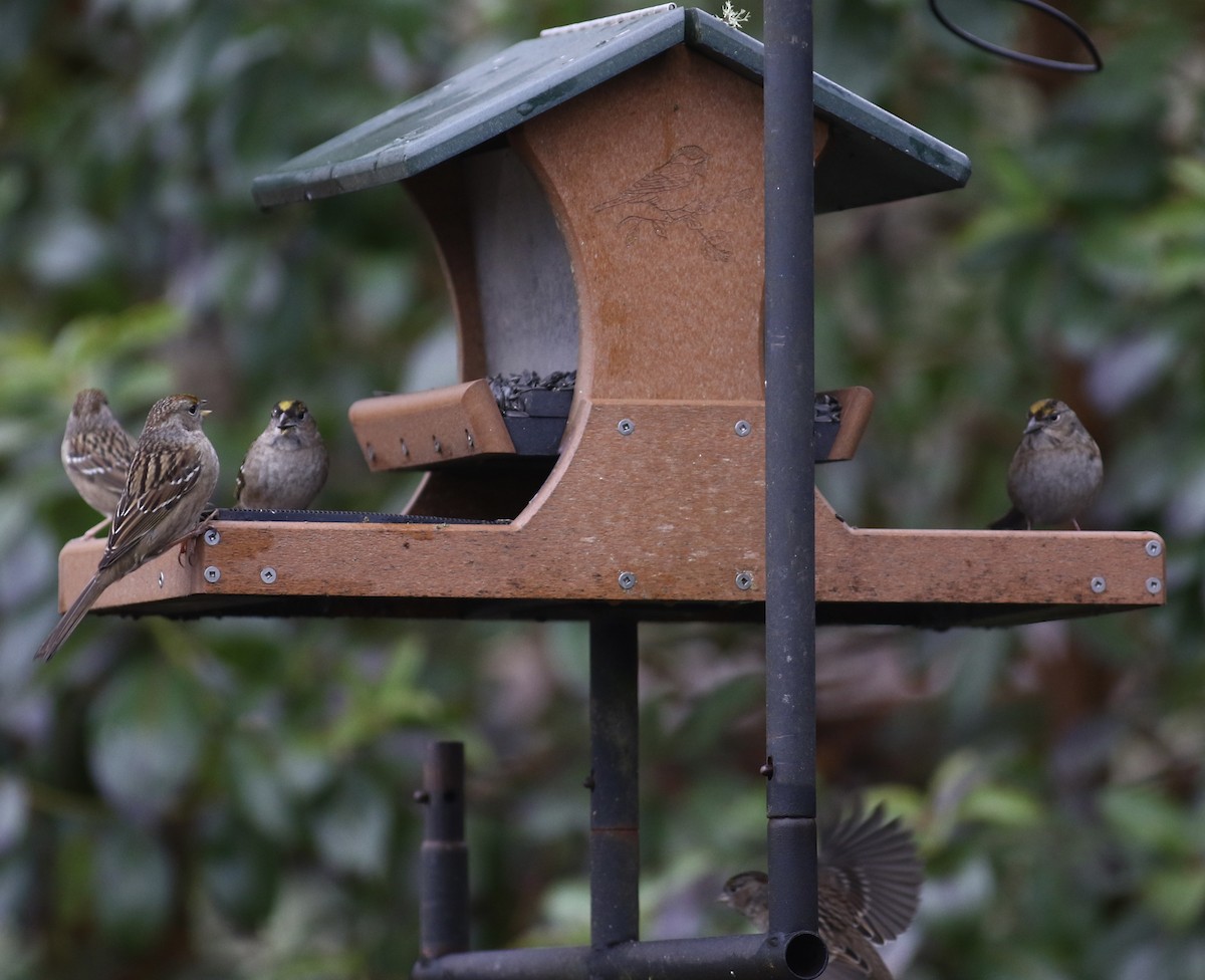 Golden-crowned Sparrow - ML519511321