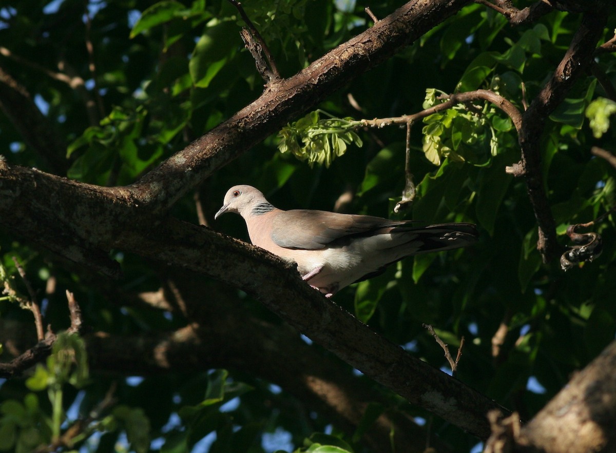 Philippine Collared-Dove - ML51951321