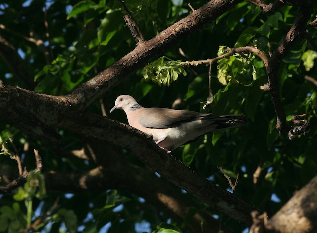 Philippine Collared-Dove