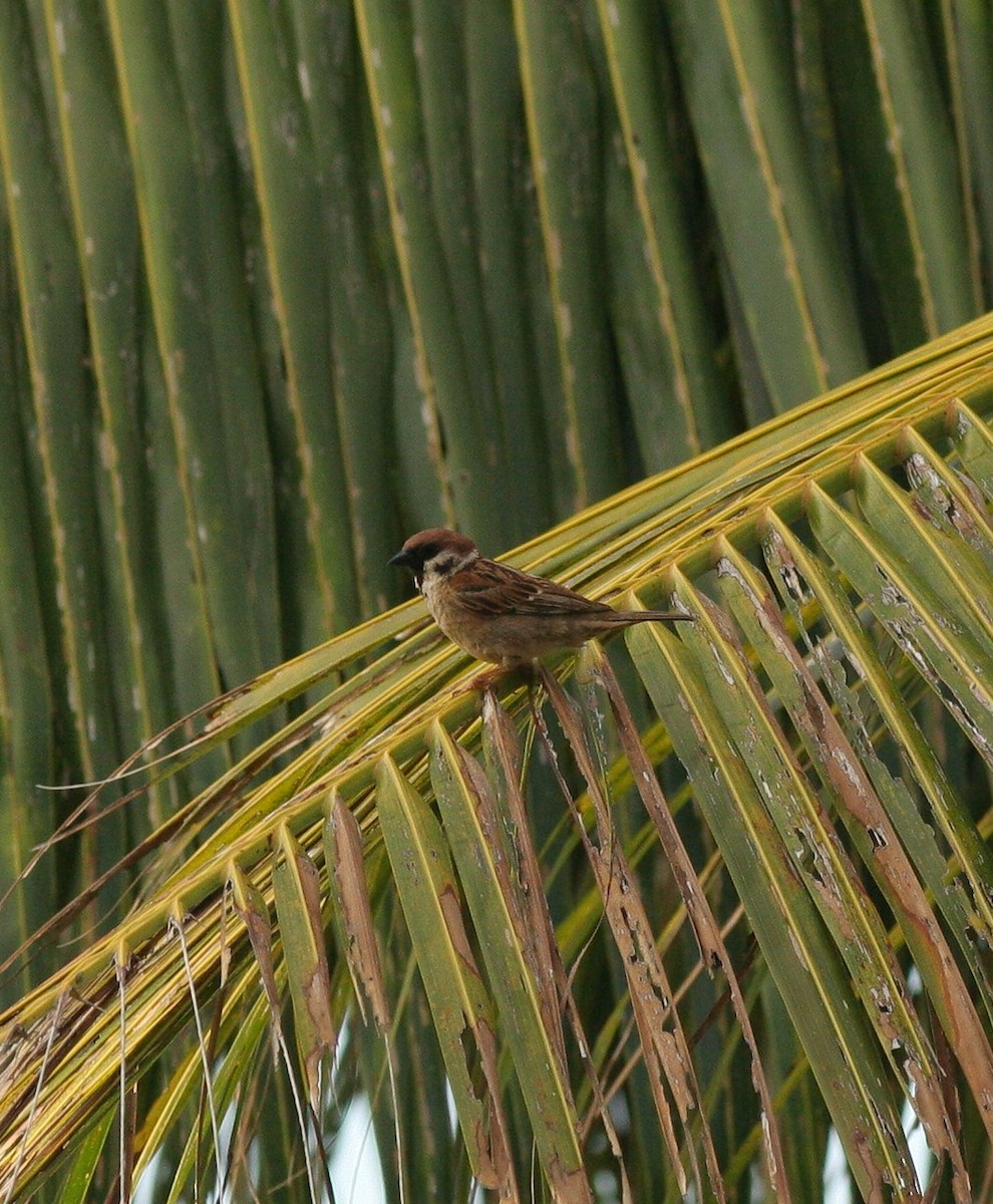 Eurasian Tree Sparrow - Matthew Bowman