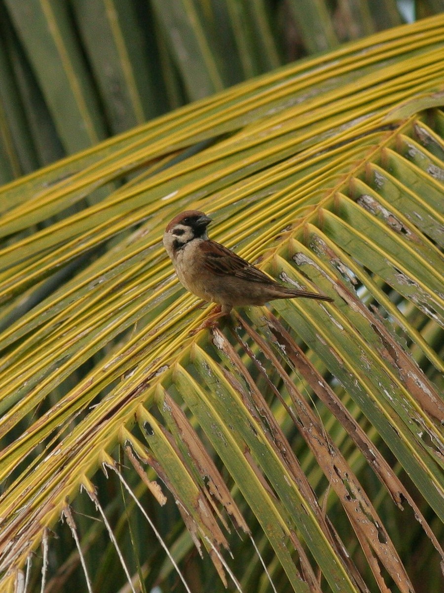 Eurasian Tree Sparrow - ML51951481