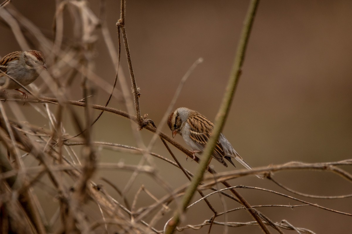 Chipping Sparrow - ML519516671