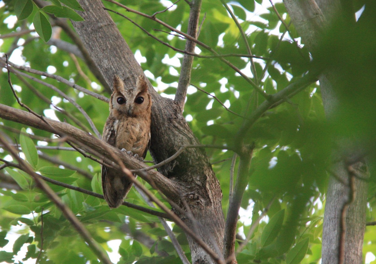 Collared Scops-Owl - Wangworn Sankamethawee