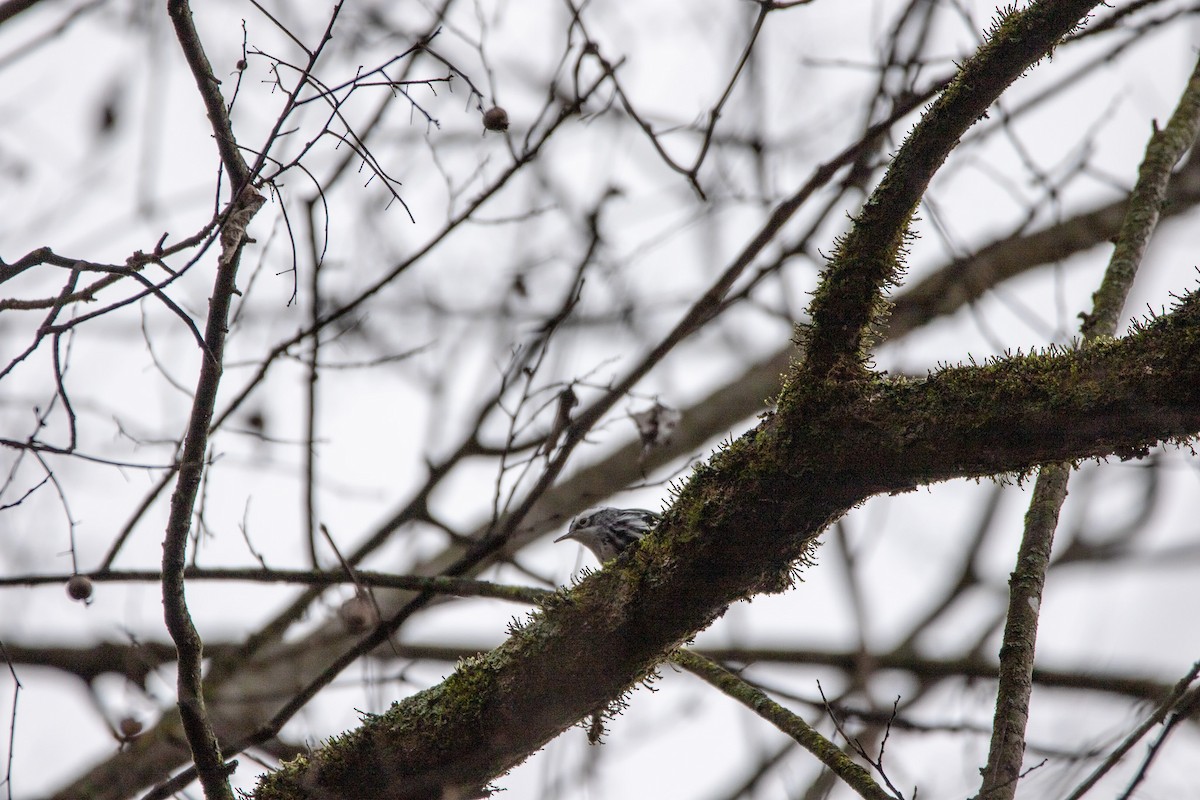 Black-and-white Warbler - ML519516761