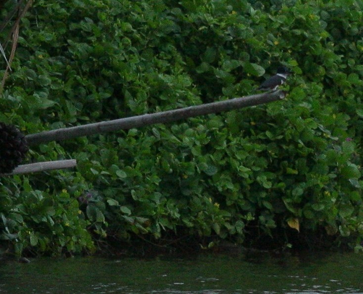 Belted Kingfisher - ML51952221