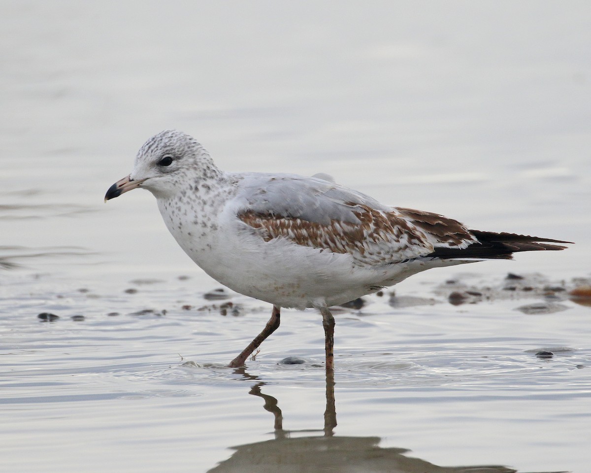 eBird Checklist 2 Jan 2023 Asotin County Regional Landfill 7