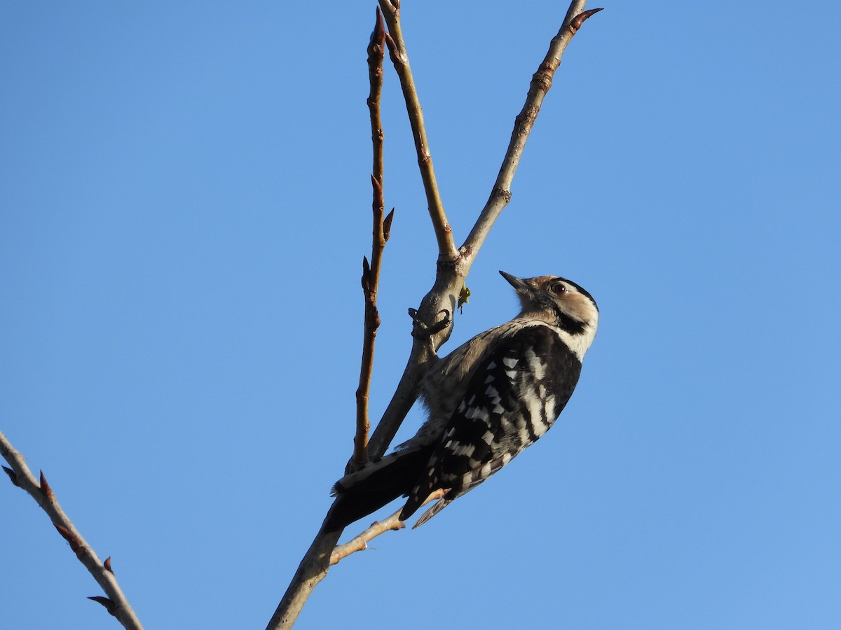 Lesser Spotted Woodpecker - ML519524901