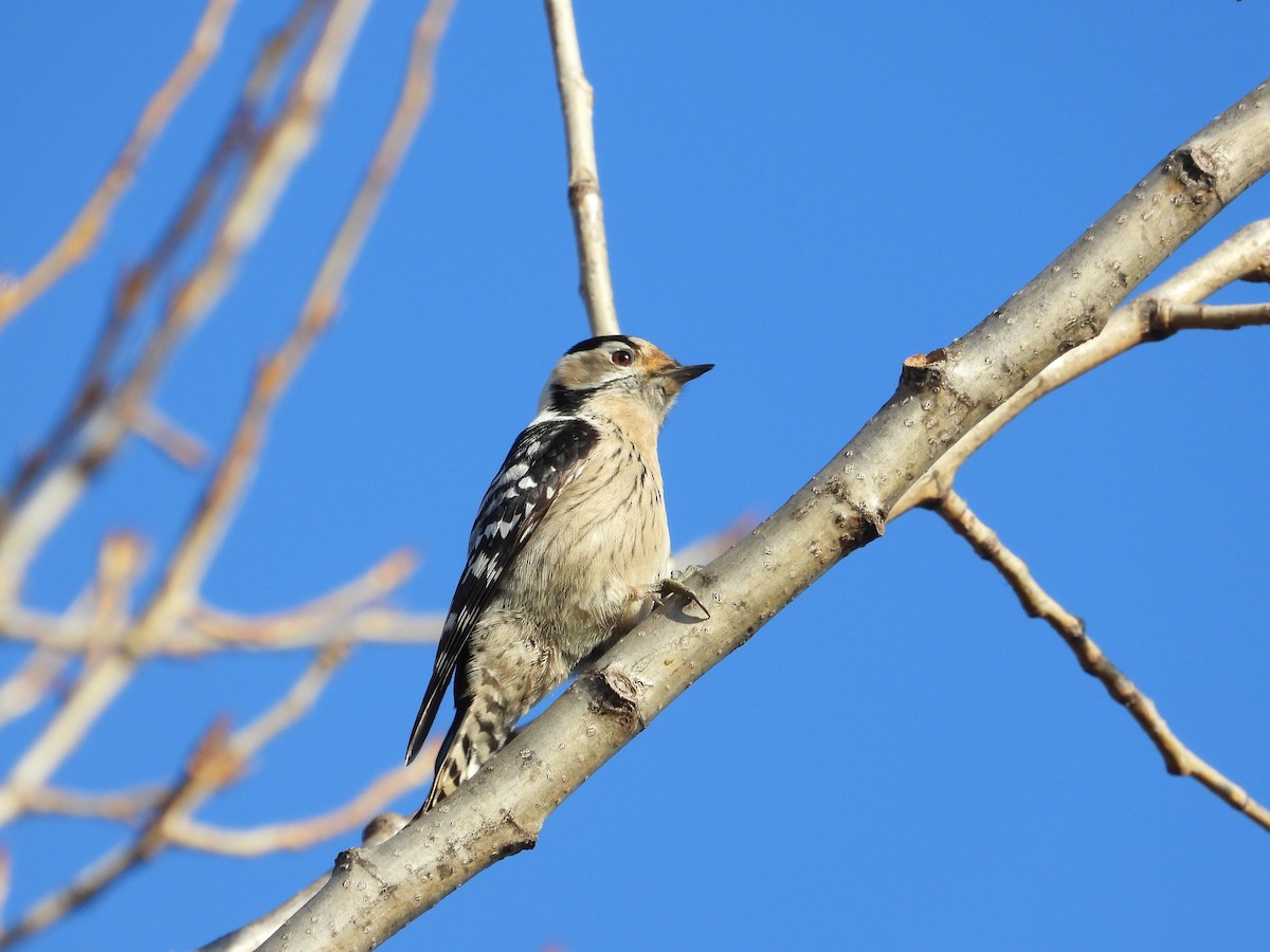 Lesser Spotted Woodpecker - ML519525011