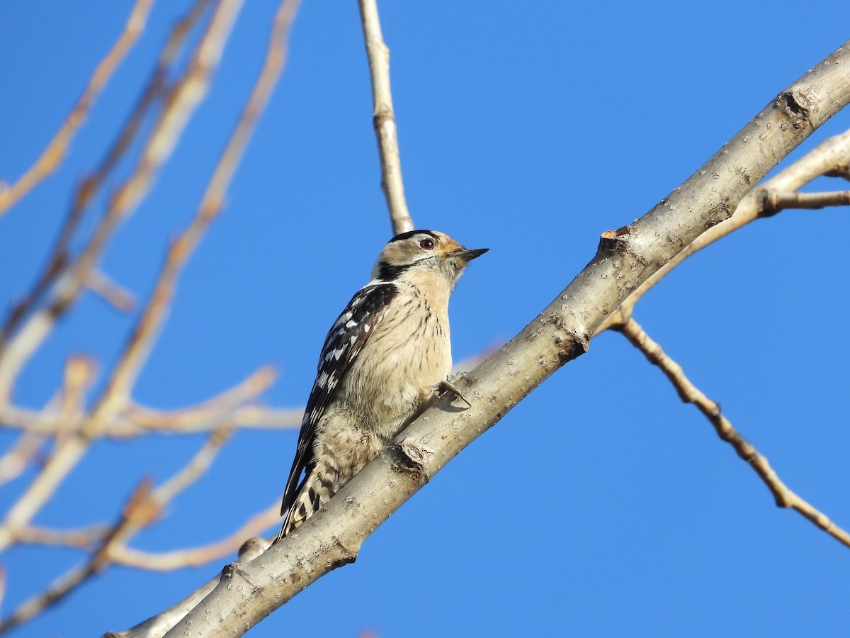 Lesser Spotted Woodpecker - ML519525081