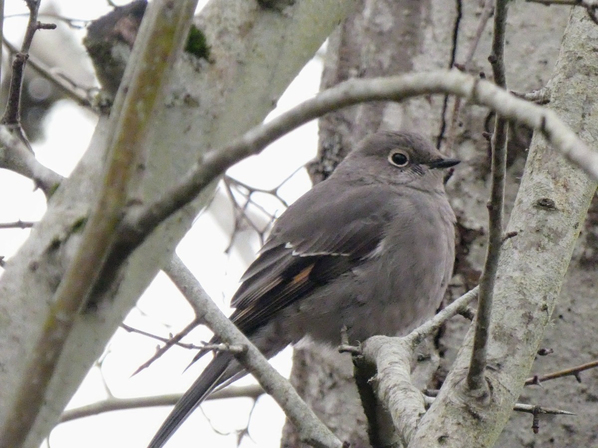 Townsend's Solitaire - ML519527631