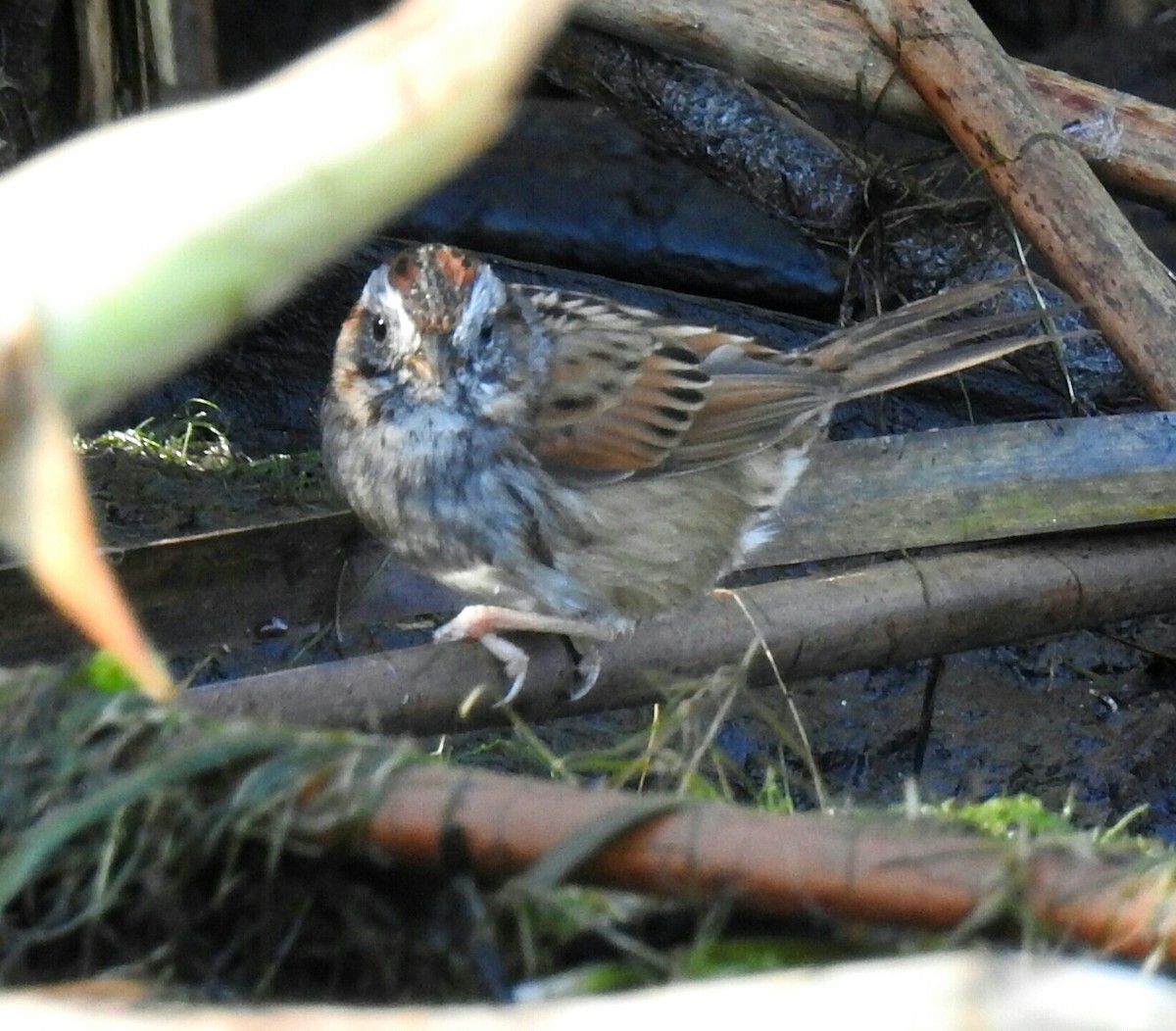 Swamp Sparrow - ML51952831