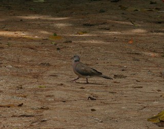 Philippine Collared-Dove, ML51953031