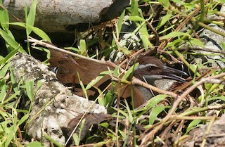  - Guam Rail