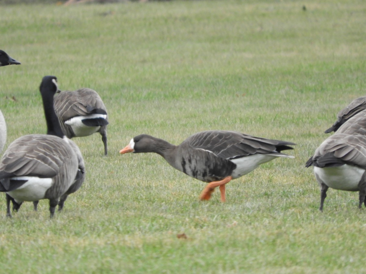 Greater White-fronted Goose - John Gaglione