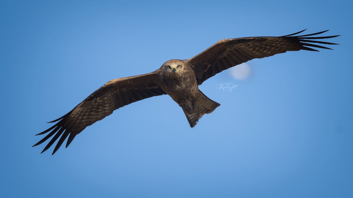 Black Kite - Alper Tüydeş