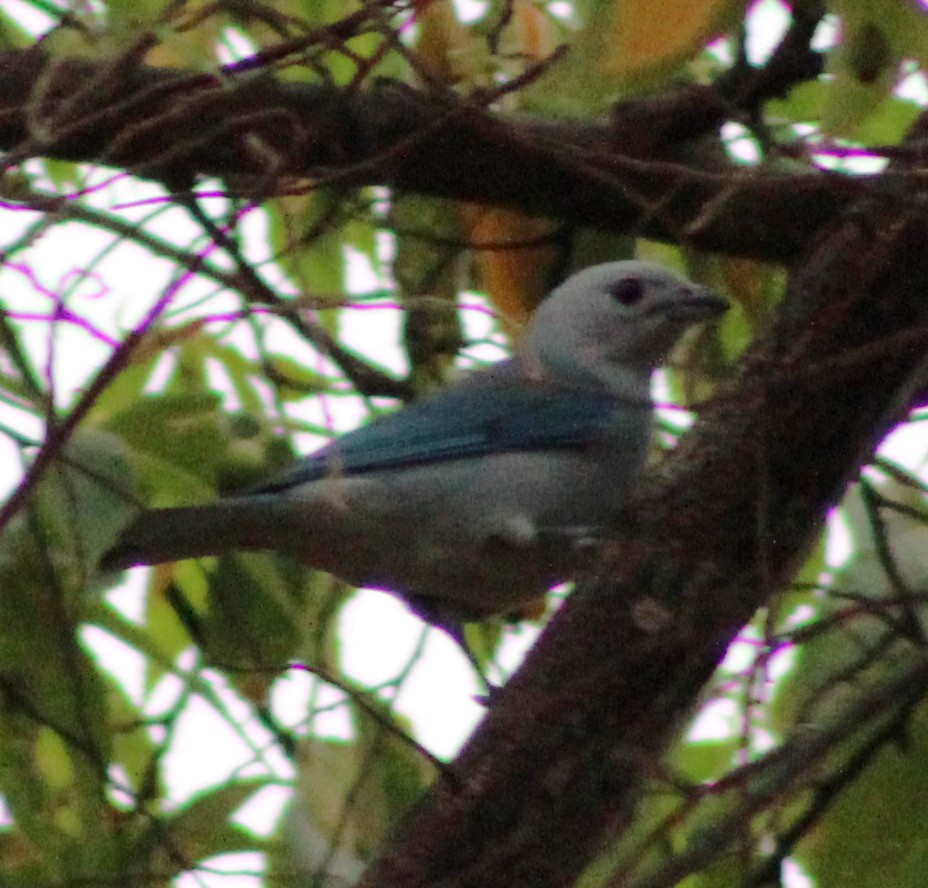 Blue-gray Tanager - ML51954961
