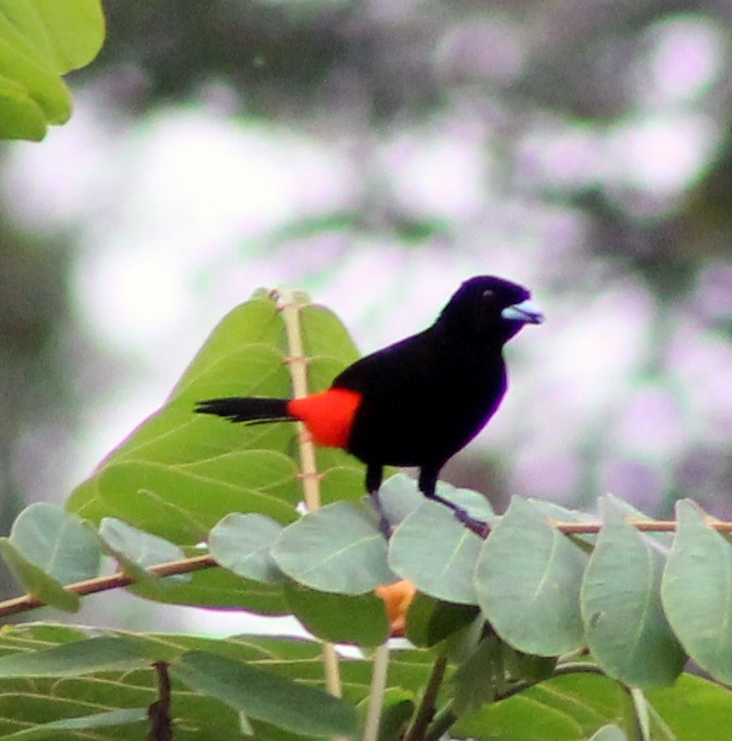 Scarlet-rumped Tanager (Passerini's) - ML51955031