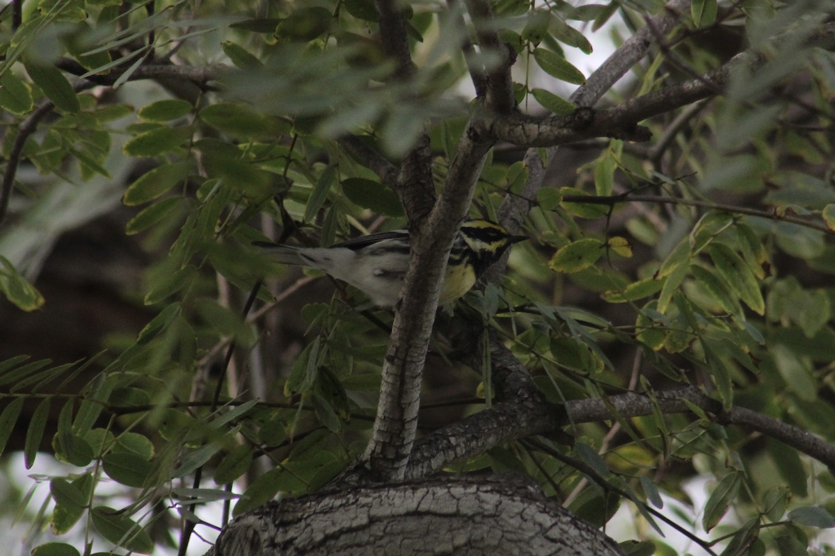 Black-throated Gray x Townsend's Warbler (hybrid) - ML519550911