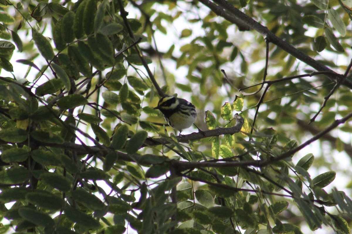 Black-throated Gray x Townsend's Warbler (hybrid) - ML519550921