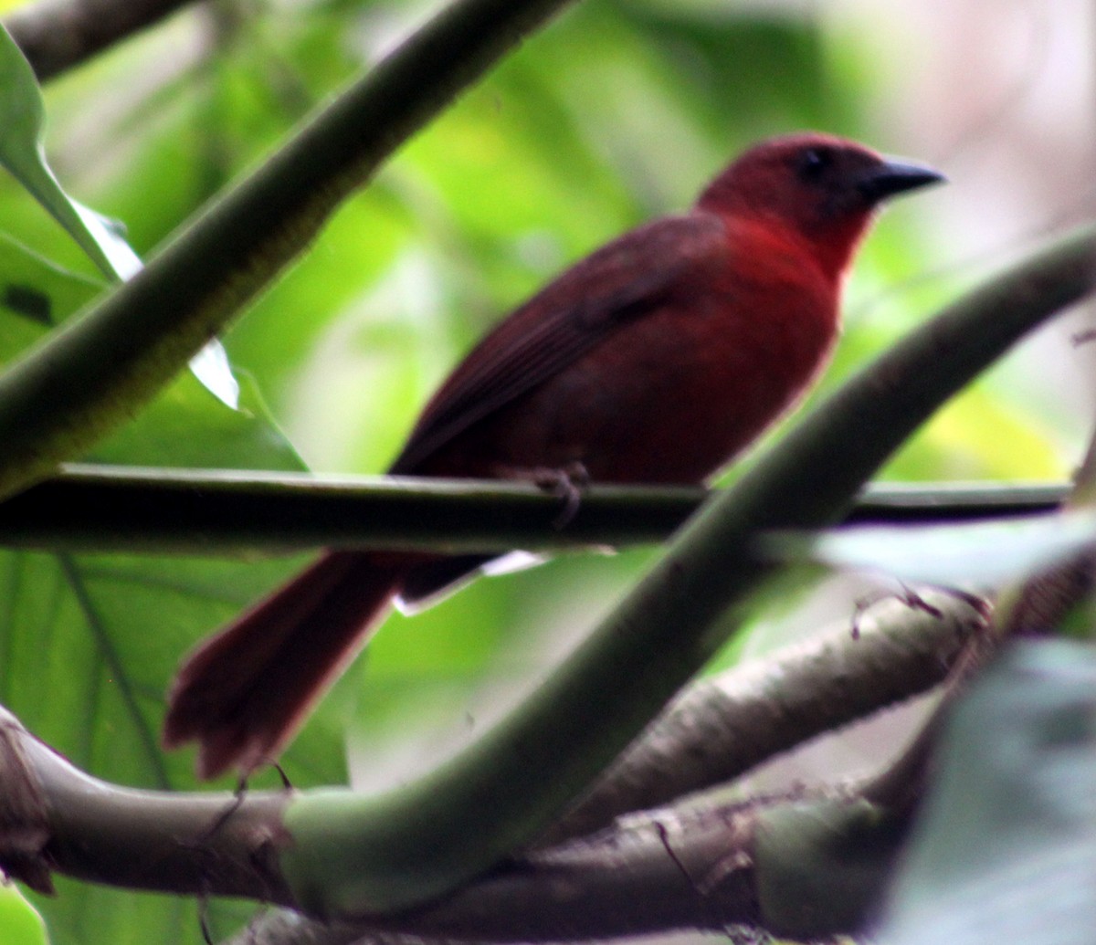Red-throated Ant-Tanager - Adrian Romo Garcia