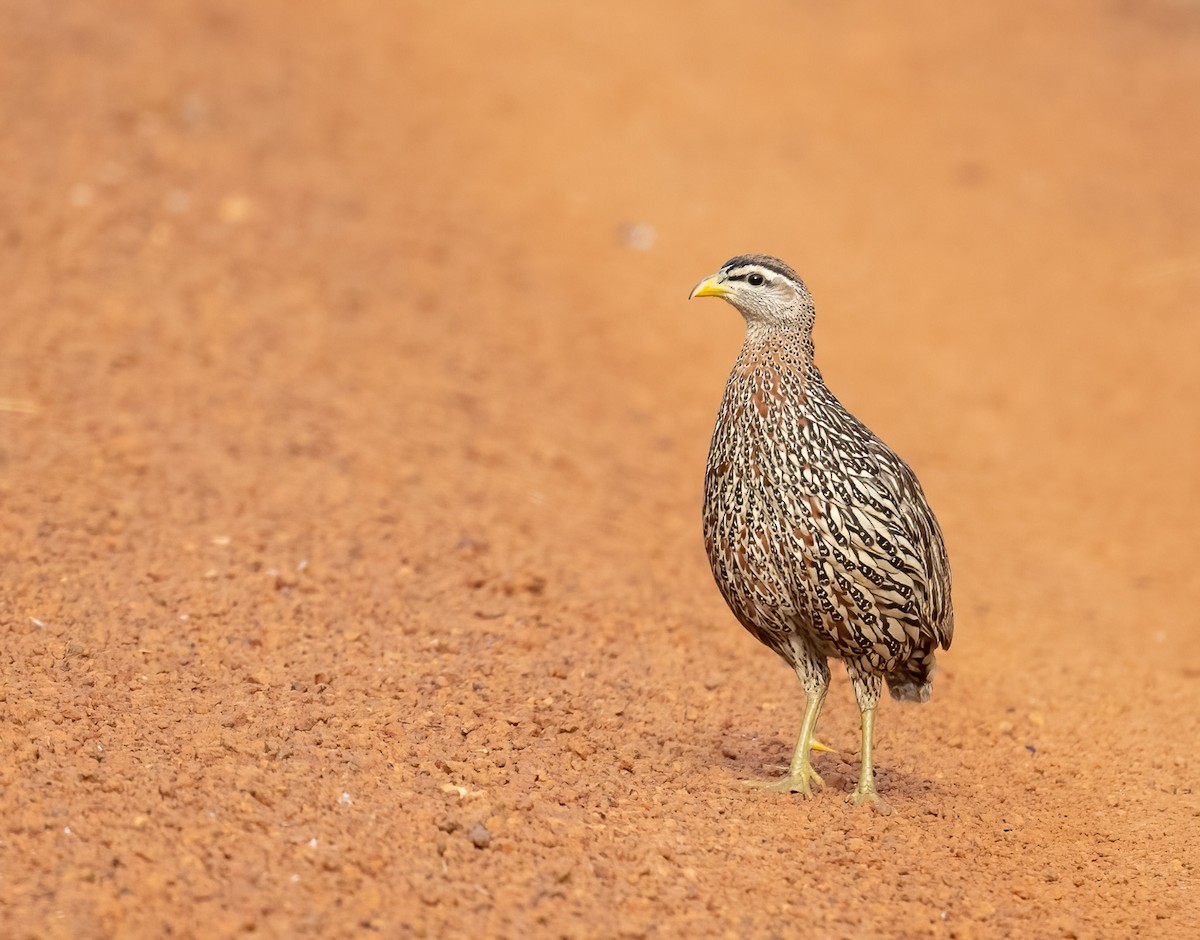 Double-spurred Spurfowl - ML519557911