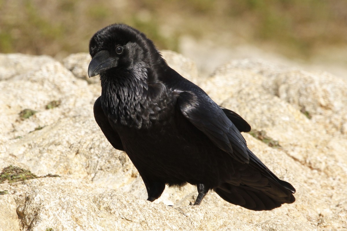 Common Raven - ML519560551