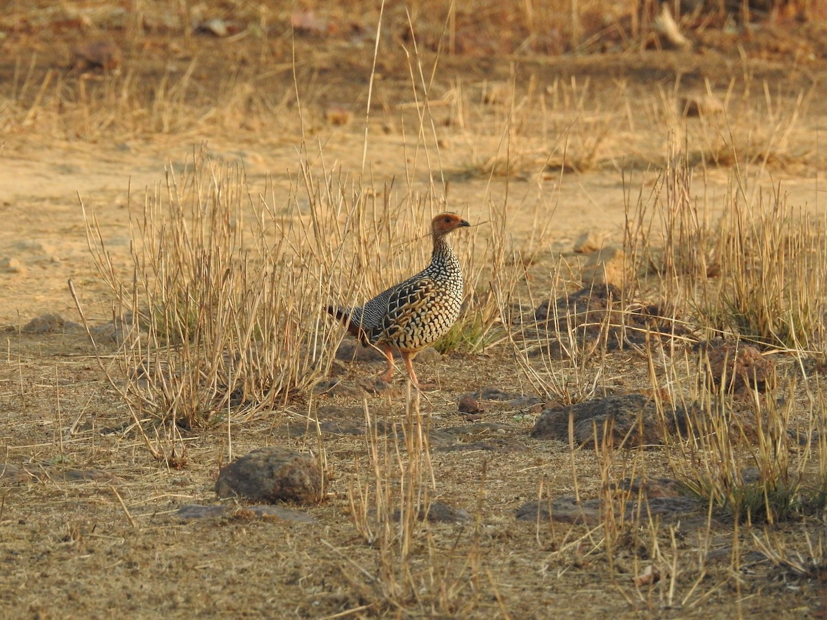 Painted Francolin - ML51956321