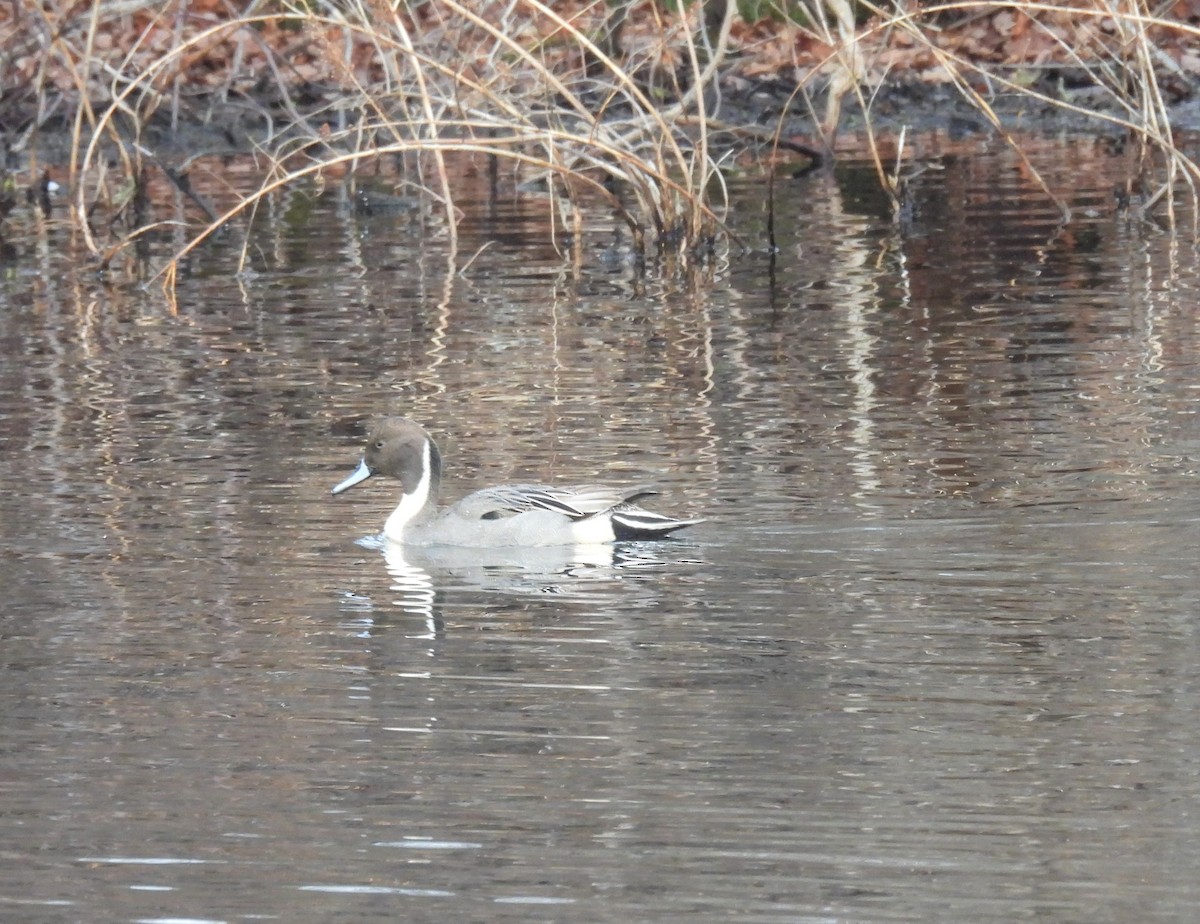 Ebird Checklist - 2 Jan 2023 - Marstons Mills Pond - 10 Species