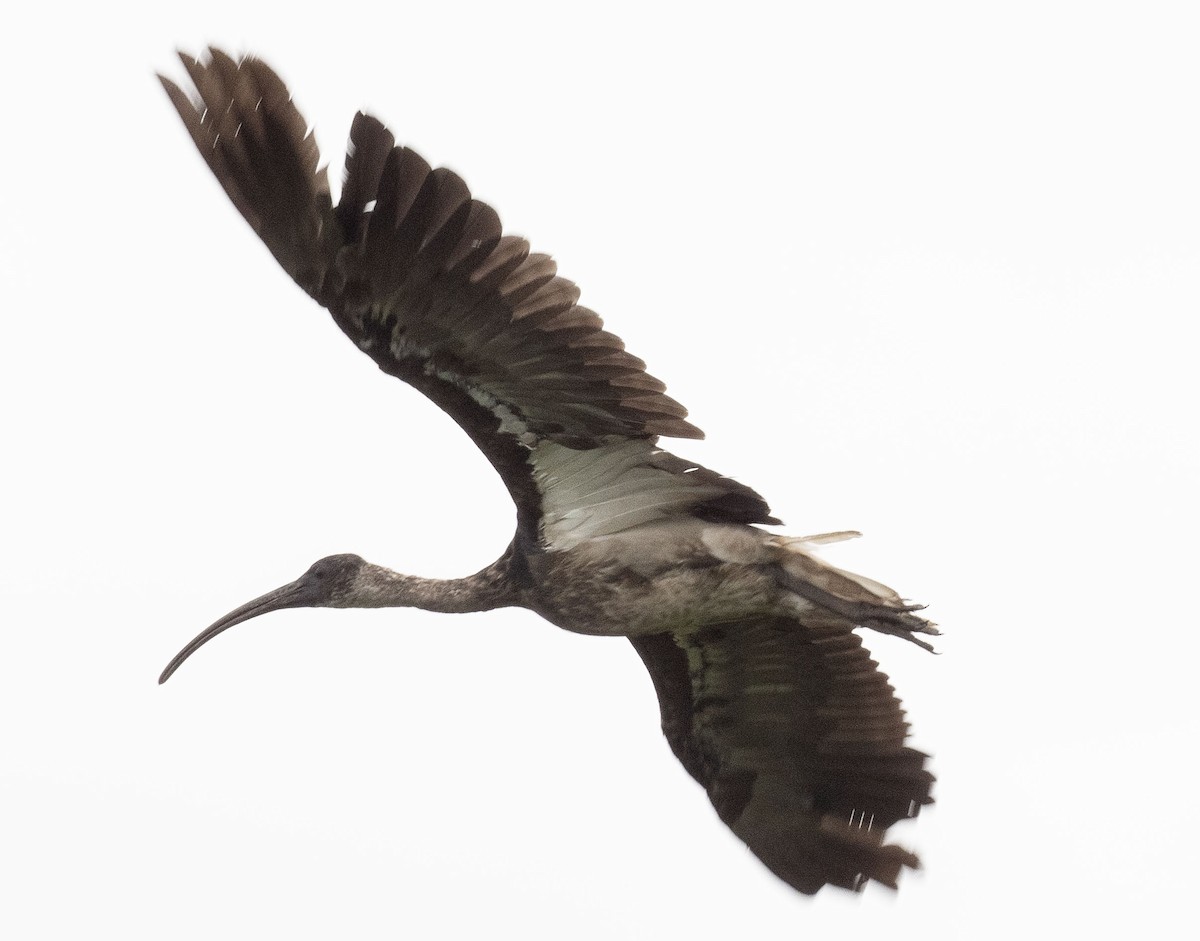 Straw-necked Ibis - Philip Griffin