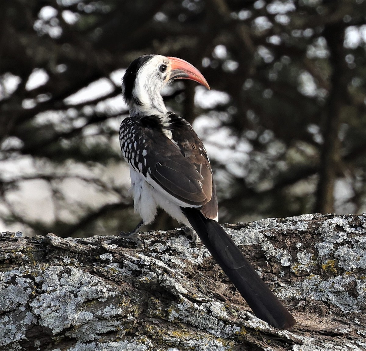 Northern Red-billed Hornbill - Sherry Hagen