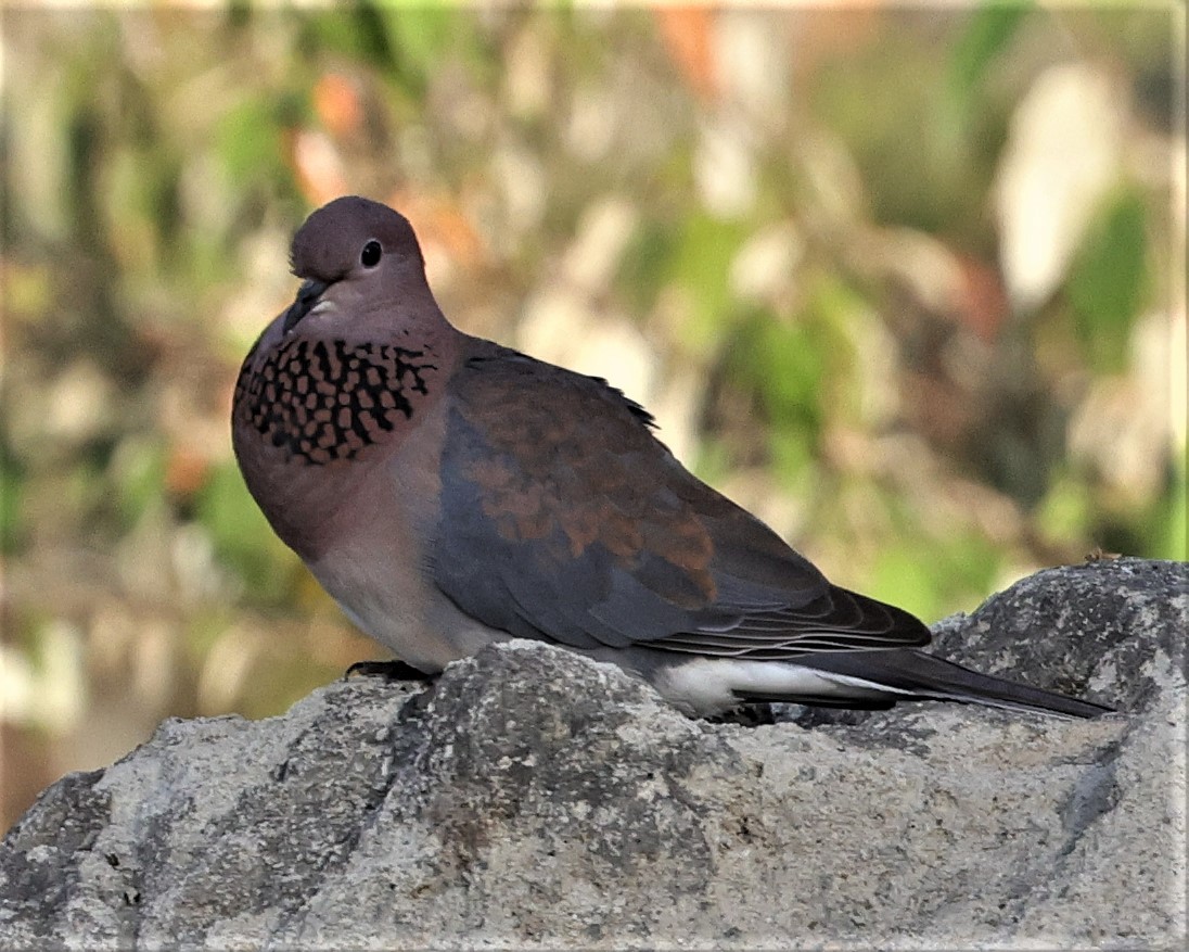 Laughing Dove - Sherry Hagen