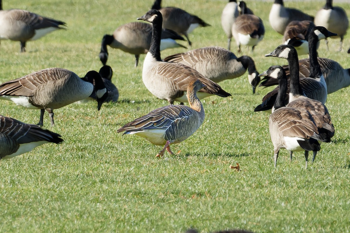 Pink-footed Goose - ML519572721