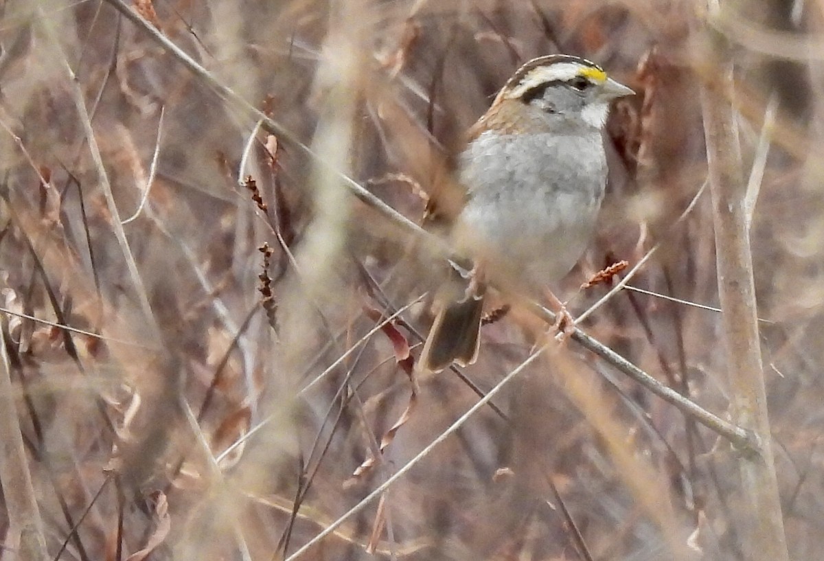 White-throated Sparrow - Wendy Harte