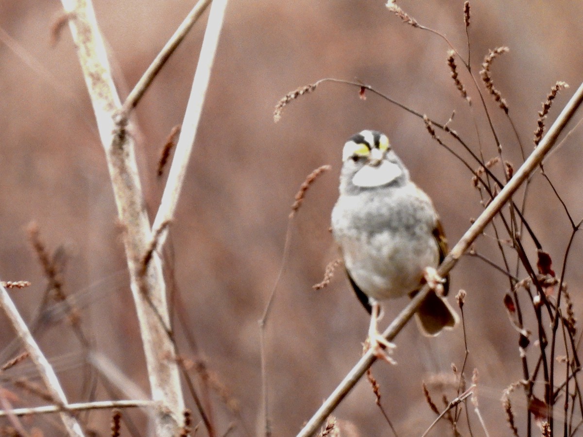 White-throated Sparrow - ML519576961