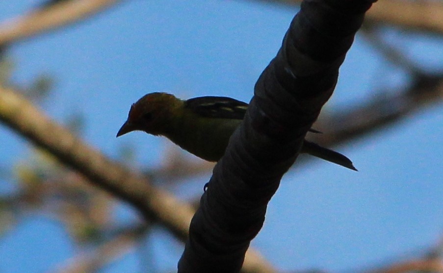 Western Tanager - ML51957981
