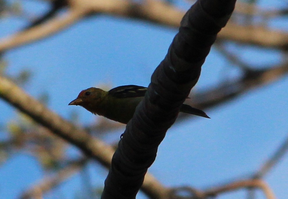 Western Tanager - ML51957991